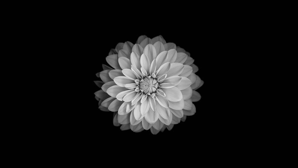 flower desktop 2560x1440 wallpaper