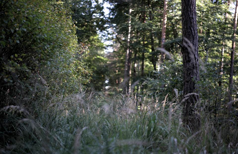 forest desktop 7020x4550 wallpaper