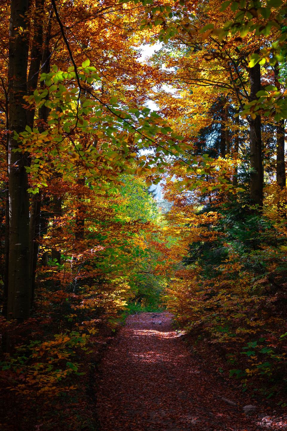 forest phone 2007x3008 wallpaper