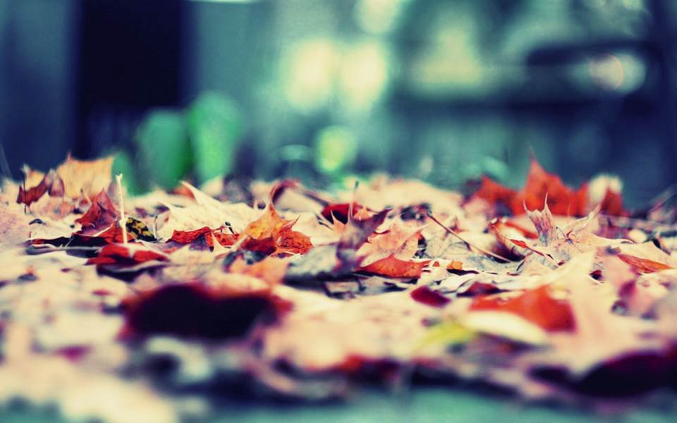 fresh desktop 1920x1200 wallpaper