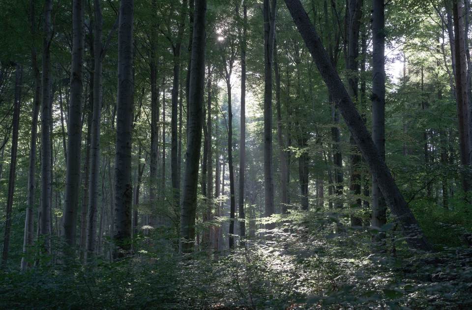 forest desktop 7020x4615 wallpaper