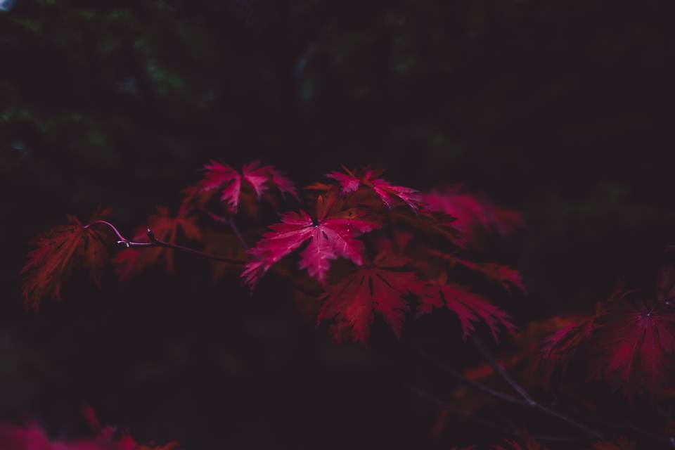 fresh desktop 4000x2667 wallpaper