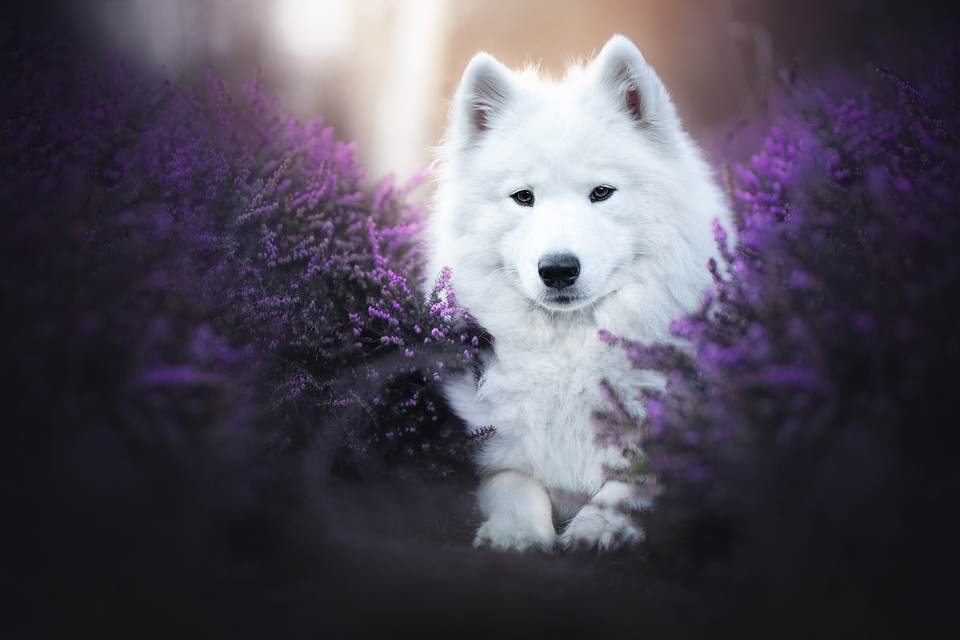 fresh desktop 2048x1365 wallpaper