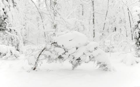 fresh desktop 2560x1600 wallpaper