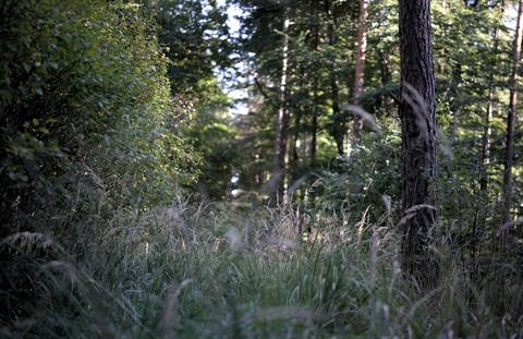forest desktop 7020x4550 wallpaper