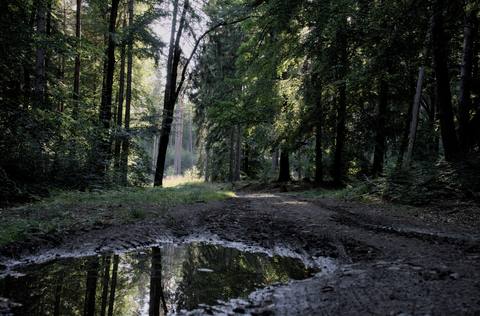forest desktop 7020x4615 wallpaper