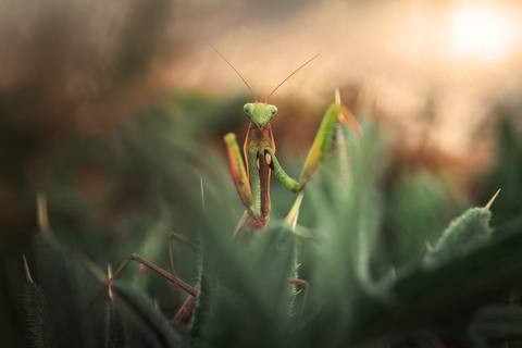 fresh desktop 2000x1333 wallpaper