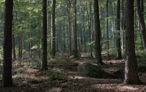 forest desktop 7020x4435 wallpaper
