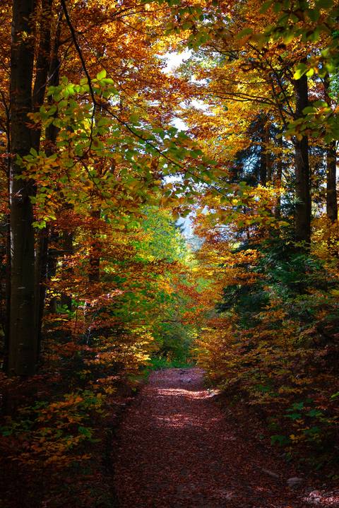 forest phone 2007x3008 wallpaper