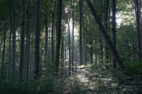 forest desktop 7020x4615 wallpaper