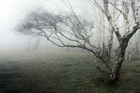 fresh desktop 2560x1707 wallpaper